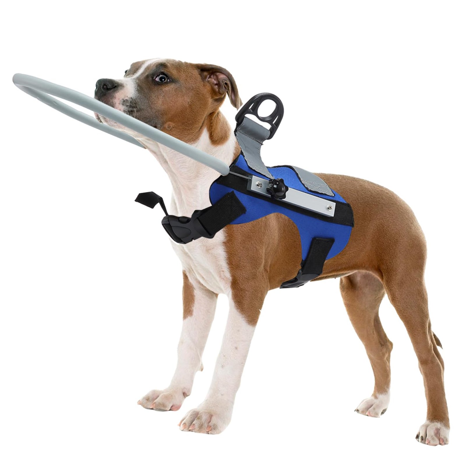 VisionGuide Smart Collar for blind dogs